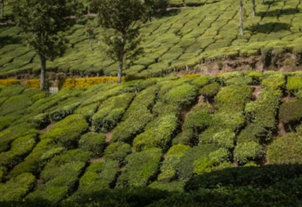 Tea garden during Darjeeling tour