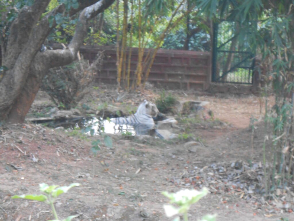 whitw tiger in Nandan kanan visit while Bhubneswar tour package.